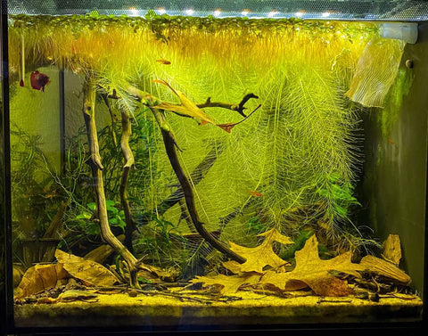 Aquarium botanicals in a blackwater betta aquarium by Betta Botanicals.