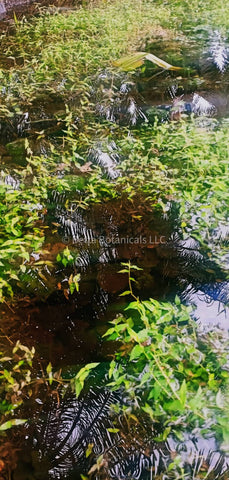 Barclaya (water spinach) in the blackwater biotope habitat of trigonopoma gracile in Jambi, Sumatera by Betta Botanicals.