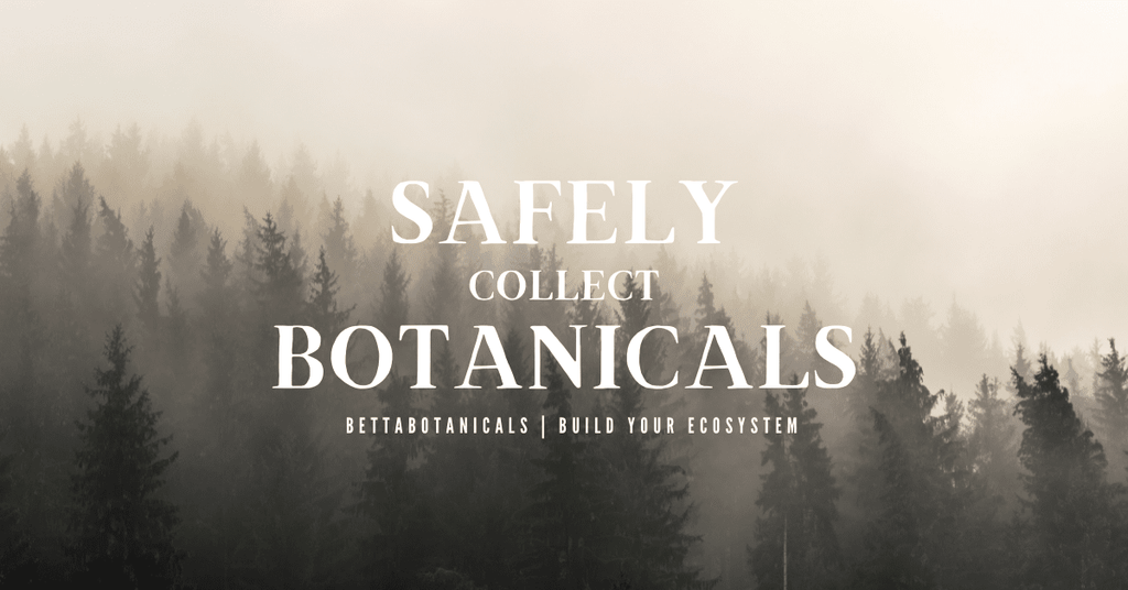How to collect your own aquarium botanicals by Betta Botanicals.