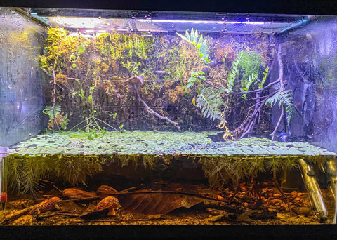 Blackwater botanical paludarium for betta fish by Betta Botanicals.