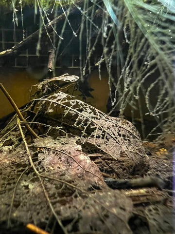 Decomposing leaf litter in a blackwater aquarium by Betta Botanicals.