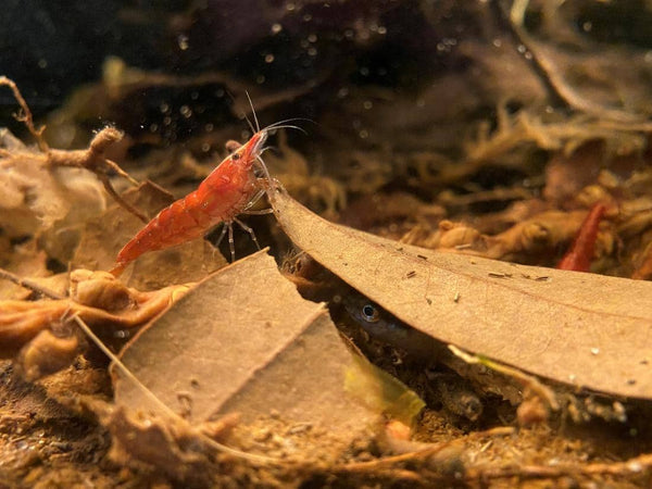 A red shrimp in an aquarium full of leaf litter at Betta Botanicals.