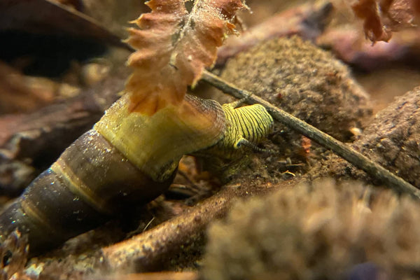 A rabbit snail eating the biofilms off of an alder cones in a blackwater aquarium at Betta Botanicals.