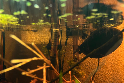 An aquarium heater for betta fish in an aquarium with tannin stained water set to the ideal temperature for aquarium betta fish at Betta Botanicals.