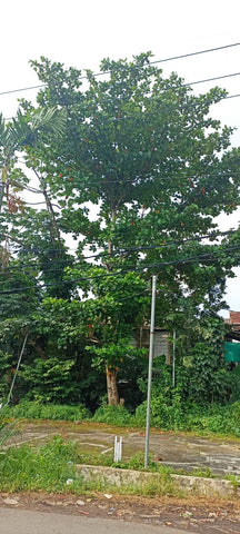 Terminalia catappa tree in indonesia on a road side by Betta Botanicals, for blackwater aquariums and botanical method aquariums.