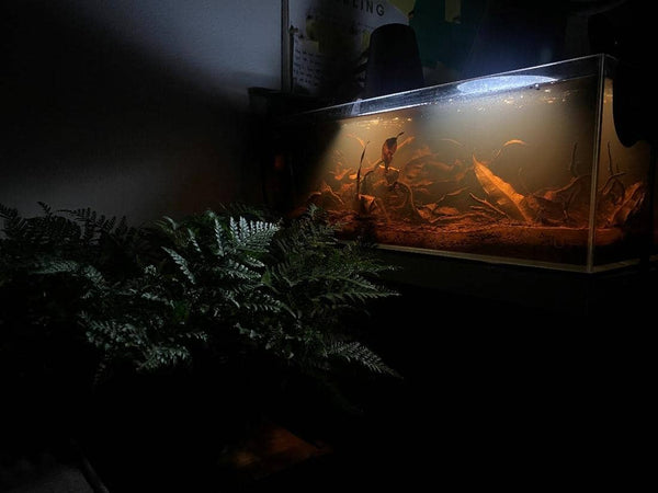 A darkly lit room with a dark green house plant and a fish tank full of amber brown aquarium tannins, leaves, seed pods, at Betta Botanicals.