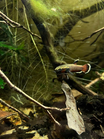 Betta albimarginata amongst leaf litter in a blackwater aquarium by Betta Botanicals.