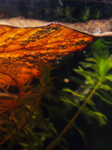 A shiny bubble nest underneath a brown macaranga triloba leaf in a betta imbellis biotope aquarium from Betta Botanicals.