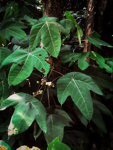 Green and pointy/lobed Macaranga triloba plants from Sumatra growing underneath the forest canopy from Betta Botanicals.