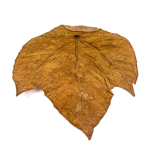 A brown and pointed macaranga leaf against a white background for blackwater and botanical method aquariums at Betta Botanicals.