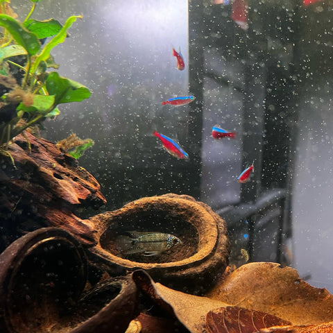 Red, blue, and iridescent fish in a botanical aquarium with brown textured monkey pots and other aquarium botanicals at Betta Botanicals.