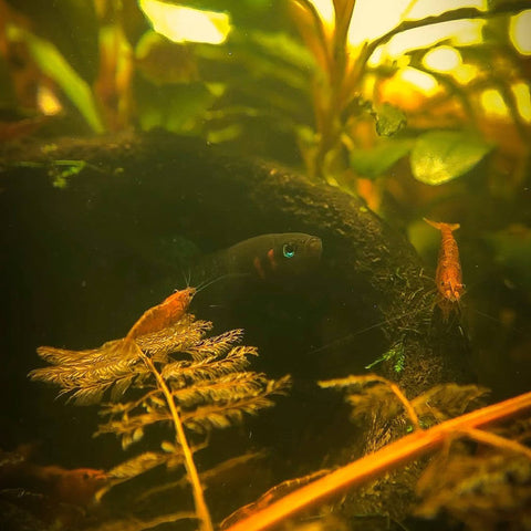 Brown tinted water of a blackwater aquarium with a iridescent betta hendra inside a brown textured monkey pot at Betta Botanicals.