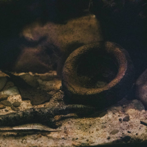 Brown tinted water of an aquarium with tan sand and a brown textured monkey pot aquarium botanical at Betta Botanicals.