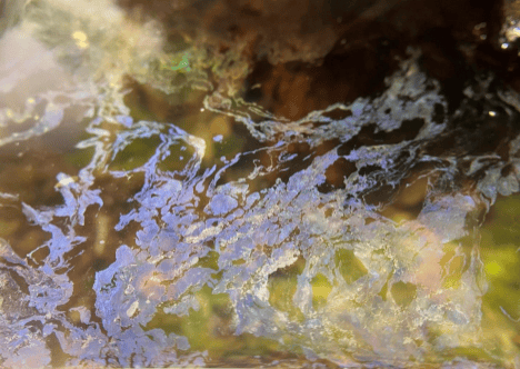 Blue iridescent biofilms on the surface of water in an aquarium which look like an oil slick at Betta Botanicals.