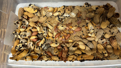 peanut beetle larvae in a plastic bin eating dried peanuts and oats at Betta Botanicals.