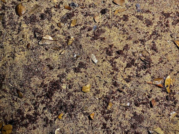 A top down view of various grains of sand and pebbles which create the substrate of a botanical blackwater aquarium at Betta Botanicals.