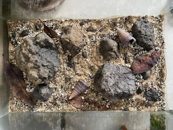 Pointy snail shells, tan rocks, brown sand, all arranged in an aquarium for brackish water fish at Betta Botanicals.