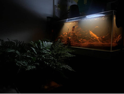 A blackwater aquarium in shadow with a green fern in the forground for Sparkling Gourami at Betta Botanicals.