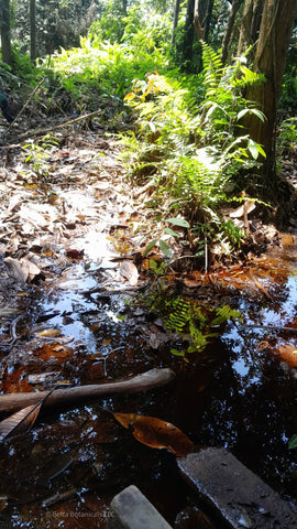 green trees with brown leaf litter and tannin stained water showing betta albimarginata wild habitat in Borneo.