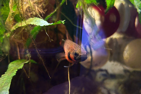 A black, brown, and red betta macrostoma in a blackwater aquarium with the ideal temperature and pH requirements at Betta Botanicals.