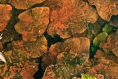 Green water spinach covered in brown detritus with red tannin stained water in a Borneo stream.