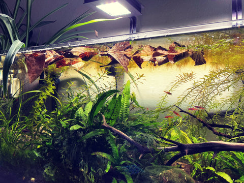 A planted aquarium filled with reverse osmosis water with lush green plants and an assortment of floating catappa leaves on the water surface by Betta Botanicals.