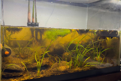 A blackwater botanical method aquarium filled with reverse osmosis water for F1 betta hendra at Betta Botanicals.