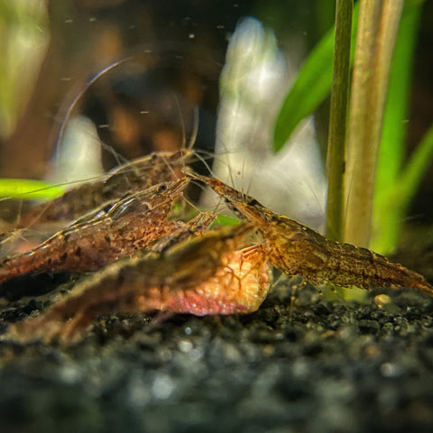 Aquarium Shrimp eating KatsAquatics Shrimp food by Betta Botanicals.