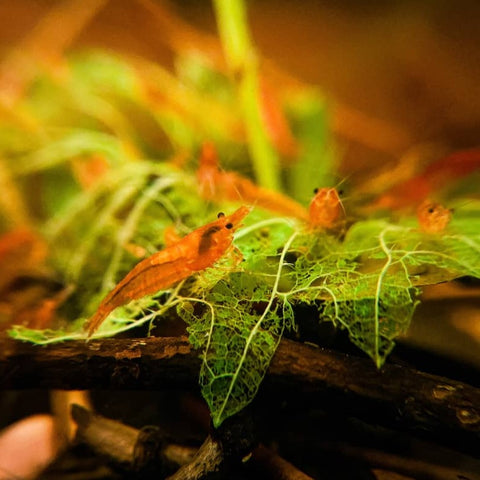 Shrimp Safe Leaf Litter like Stinging Nettles in a botanical method aquarium by Betta Botanicals.