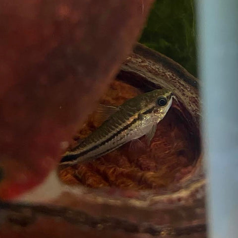 A sterculia pod with a corydoras catfish hiding inside by Betta Botanicals.