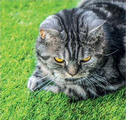 Cat on Fake Grass