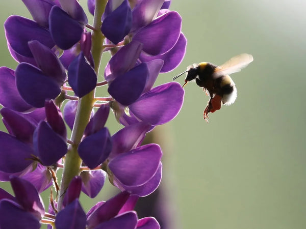 Včela před rostlinou lupiny
