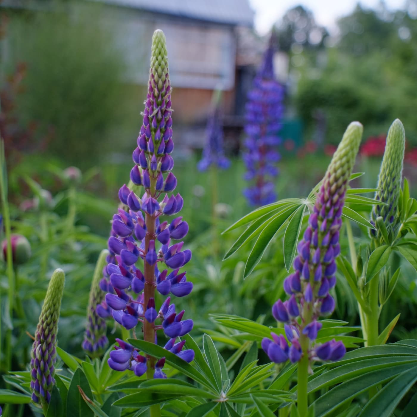 Flowering lupine