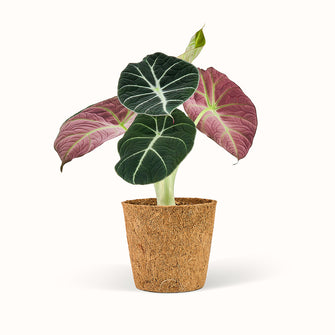 Alocasia Black Den ultimative guide pleje og