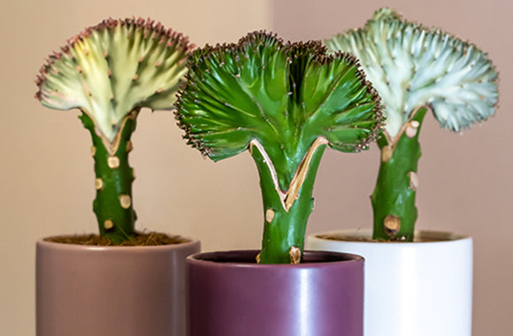 Sådan du din Euphorbia Lactea – PottePlanten.dk