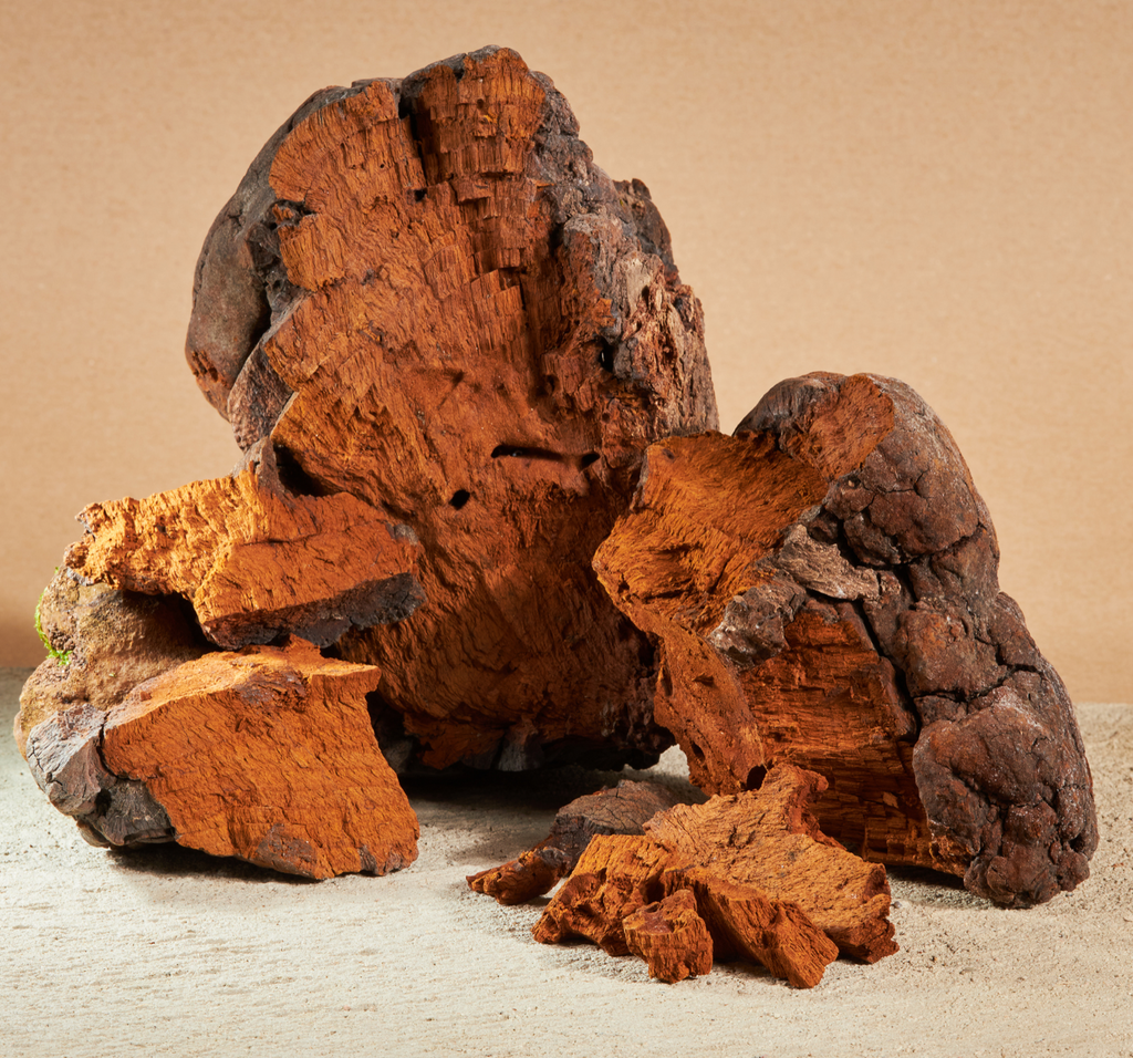 Chaga Mushroom