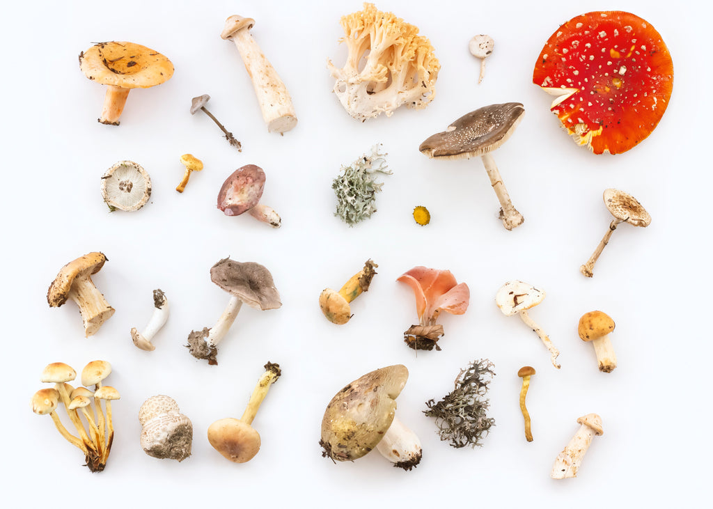 Selection of mushrooms on white background