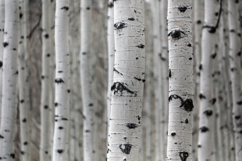 Birch trees where chaga grows