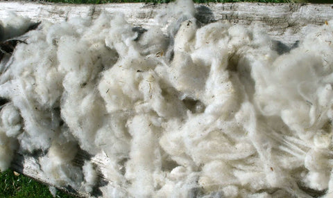 Shearing raw wool from sheep