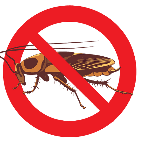 Acide borique pour les cafards – Stop les nuisibles