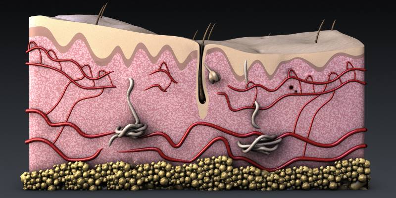 hair blood system