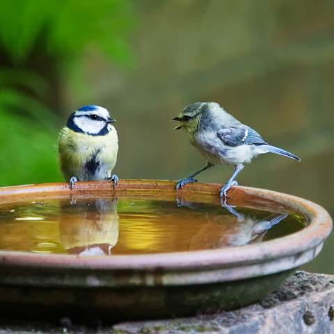 Birds at water table