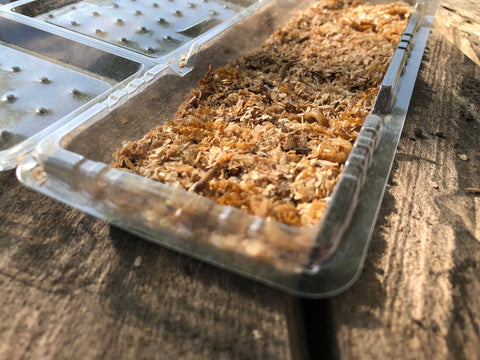 Live Mealworms in a Tub