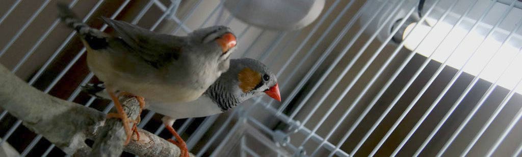 Pet Birds in a Bird Cage