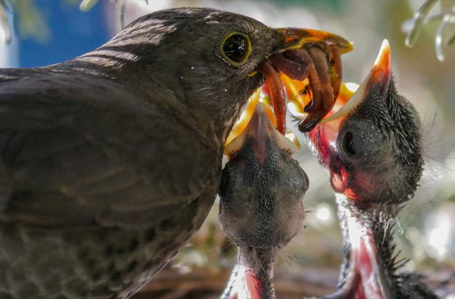 Bird feeding Nestlings