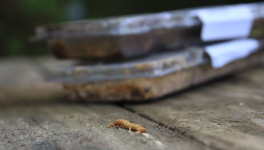 Mealworm on table