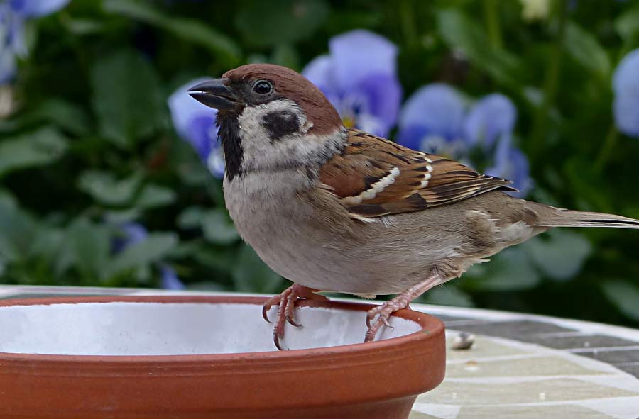 Sparrow perched onto a bowl