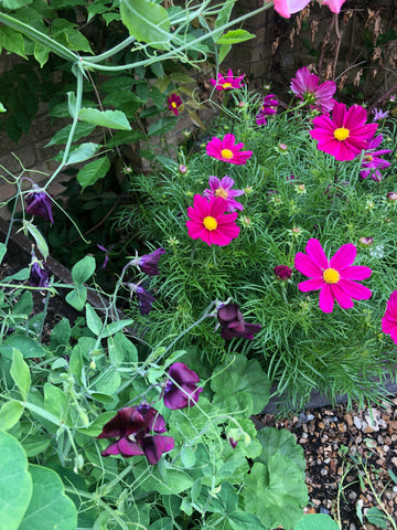 cosmos and sweet peas