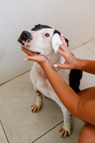 El secado tras el baño del perro: Como hacerlo bien.