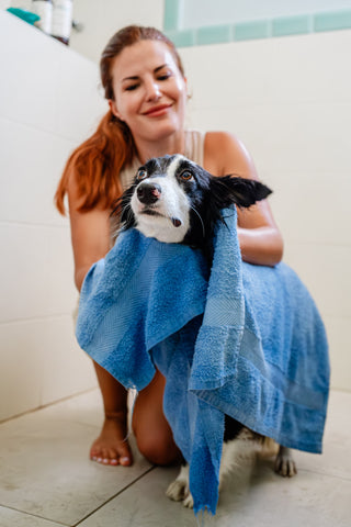 El secado tras el baño del perro: Como hacerlo bien.